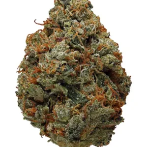 OG KUSH, og kush strain, kush og strains, strains of og kush, og kush strain indica, skywalker og kush strain, strain og kush, banana og kush strain, fire og kush strain, og kush breath strain, ghost og kush strain, lemon og kush strain, pineapple og kush strain, larry og kush strain, og kush strain effects, mango og kush strain, what strain is og kush, og kush strains names, og kush weed strain, black og kush strain, og kush strain review, pure og kush strain, kush co og strain, og kush marijuana strain, og kush strain flower time, og kush strain thc level, san fernando og kush strain, kush og strain, la og kush strain, og kush strain info, og kush strain taste, og kush strains, platinum og kush strain, san fernando valley og kush strain, super og kush strain, o2 og kush strain, og kush cake strain, og kush strain flowering time, og kush strain information, og kush strain royal queen seeds, og kush strains list, sfv og kush strain, best og kush strains, hazy kush og strain, og kush breath strain effects, og kush mints strain, og kush strain allbud, og kush strain benefits, og kush strain leafly, purple og kush strain, sour og kush strain, tahoe og kush strain, 02 og kush strain, 707 og kush strain, alien og kush strain, all og kush strains, avatar og kush strain, berry og kush strain, blueberry og kush strain, cali og kush haze strain, cherry og kush strain, diablo og kush strain, double og kush strain, frosty og kush strain, godfather og kush strain, gorilla og kush strain, iron triangle og kush strain, is og kush a good strain, lemon og kush strain review, lime og kush strain, lithium og kush strain, marijuana strain og kush, master og kush strain, og kush 18 strain, og kush auto strain, og kush berry strain, og kush breath strain allbud, og kush cannabis strain, og kush hybrid strain, og kush story strain, og kush strain indica or sativa, og kush strain lineage, og kush strain plant, og kush strain terpene profile, og kush strain yield, og master kush strain, og.kush strain, original og kush strain, skunk og kush strain, snoop dogg og kush strain, sour diesel og kush strain, strawberry og kush strain, tahoe og kush strain review, tko og kush strain, top og kush strains, true og kush strain, what is the best og kush strain, wifi og kush strain, $100 og kush strain review, 818 og kush strain, 90s og kush strain,